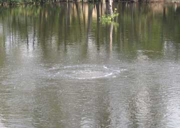 Diffused Lake Aeration System